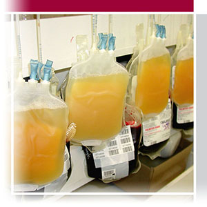blood bank of hawaii volunteer blood bank of hawaii volunteer
